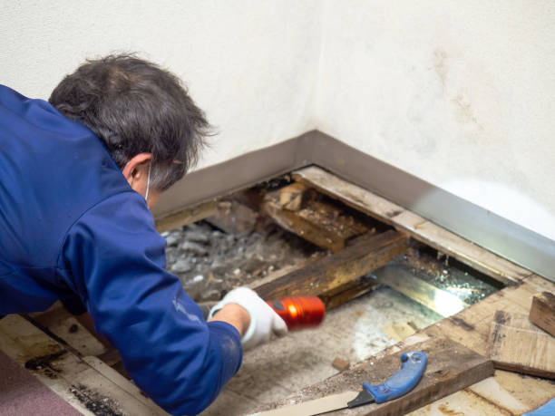 Best Attic Mold Removal  in Ama, LA