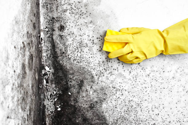 Best Certified Mold Removal  in Ama, LA