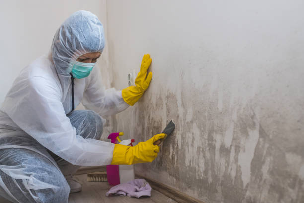 Mold Removal Process in Ama, LA