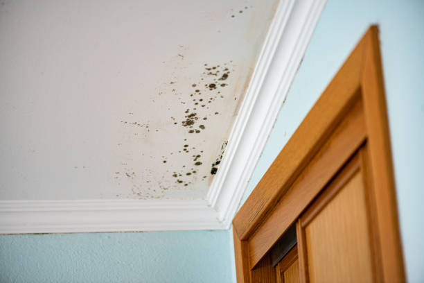 Best Black Mold Removal  in Ama, LA