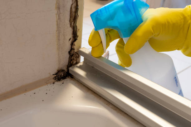 Best Best Mold Removal Companies  in Ama, LA