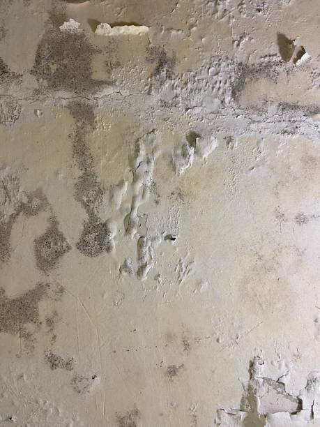 Crawl Space Mold Removal in Ama, LA